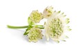 Beautiful fresh astrantia flowers isolated on white