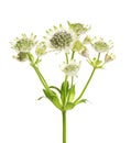 Beautiful fresh astrantia flowers isolated