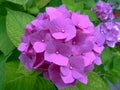 Beautiful fresh blooming pink Hydrangea close up with blurry background Royalty Free Stock Photo