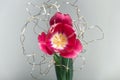 Beautiful fresh blooming tulip wrapped in a thin silver wire with LEDs on a white background