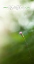 A beautiful fresh blossom of little pink bush Flowers in garden Royalty Free Stock Photo