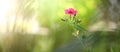 A beautiful fresh blossom of little pink Flowers in garden Royalty Free Stock Photo