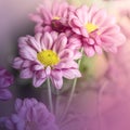 A beautiful fresh blossom of pink chrysanthemum  Flowers floating in garden Royalty Free Stock Photo