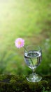 A beautiful fresh blossom of pink chrysanthemum  Flowers in glass in garden Royalty Free Stock Photo