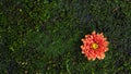 A beautiful fresh blossom of red chrysanthemum  Flowers in garden Royalty Free Stock Photo