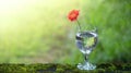 A beautiful fresh blossom of red chrysanthemum  Flowers in glass in garden Royalty Free Stock Photo