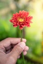 A beautiful fresh blossom of red chrysanthemum  Flowers in hand Royalty Free Stock Photo