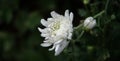 A beautiful fresh blossom of white chrysanthemum  Flowers in garden Royalty Free Stock Photo