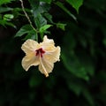 A beautiful fresh blossom of white Hibiscus Flowers in garden Royalty Free Stock Photo