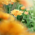 A beautiful fresh blossom of yellow chrysanthemum  Flowers in garden Royalty Free Stock Photo