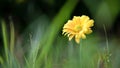 A beautiful fresh blossom of yellow chrysanthemum  Flowers in garden Royalty Free Stock Photo