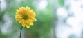 A beautiful fresh blossom of yellow chrysanthemum  Flowers in garden Royalty Free Stock Photo