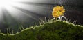 A beautiful fresh blossom of yellow chrysanthemum  Flowers in garden Royalty Free Stock Photo