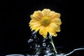 A beautiful fresh blossom of yellow chrysanthemum  Flowers in garden with water drop Royalty Free Stock Photo