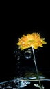 A beautiful fresh blossom of yellow chrysanthemum  Flowers in garden with water drop Royalty Free Stock Photo