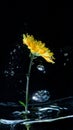 A beautiful fresh blossom of yellow chrysanthemum Flowers in garden with water drop