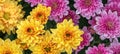 A beautiful fresh blossom of yellow and pink chrysanthemum  Flowers in garden Royalty Free Stock Photo