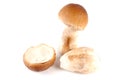 Beautiful, fresh boletus edulis Royalty Free Stock Photo