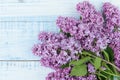 Beautiful fresh branch of lilac blossoms on a light blue wooden background. Royalty Free Stock Photo