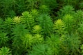 Beautiful fresh and bright green hydrilla top view Royalty Free Stock Photo