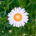 Beautiful fresh bright one camomile flower on top of a green grass floral background. Design. Royalty Free Stock Photo