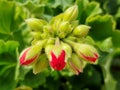 Beautiful fresh buds of red Pelargonium flowers. Royalty Free Stock Photo