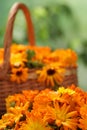 Beautiful fresh calendula flowers against blurred green background Royalty Free Stock Photo