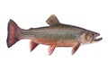 Beautiful fresh caught male brook trout in spawning colors isolated on a white background Royalty Free Stock Photo
