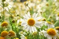 Beautiful fresh chamomile flowers, closeup Royalty Free Stock Photo