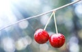 Beautiful fresh cherries on branch. Delicious juicy cherries hanging in the tree. Red sweet cherries on a branch in sunlight. Royalty Free Stock Photo