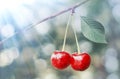 Beautiful fresh cherries on branch. Delicious juicy cherries hanging in the tree. Red sweet cherries on a branch in sunlight. Royalty Free Stock Photo