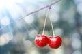 Beautiful fresh cherries on branch. Delicious juicy cherries hanging in the tree. Red sweet cherries on a branch in sunlight. Royalty Free Stock Photo