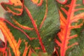 Beautiful fresh color of ornamental leaves name \