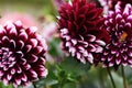 Beautiful fresh colorful white and purple dahlia flowers in full bloom. autumn floral texture for background Royalty Free Stock Photo