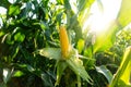 Beautiful fresh corn hangs on the stalk. A beautiful image of sweet corn. Bright yellow corn grown in a field Royalty Free Stock Photo