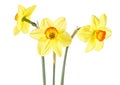 Beautiful fresh daffodils flowers isolated on white background Royalty Free Stock Photo