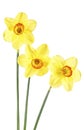 Beautiful fresh daffodils flowers isolated on white background Royalty Free Stock Photo