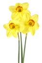 Beautiful fresh daffodils flowers isolated on white background Royalty Free Stock Photo