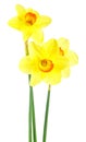Beautiful fresh daffodils flowers isolated on white background. Narcissus flowers Royalty Free Stock Photo