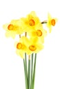 Beautiful fresh daffodils flowers isolated on white background. Narcissus flowers Royalty Free Stock Photo