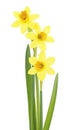 Beautiful fresh daffodils flowers isolated on white background, selective focus. Narcissus flowers Royalty Free Stock Photo