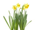Beautiful fresh daffodils flowers isolated on white background. Spring flowers Royalty Free Stock Photo