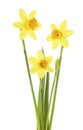 Beautiful fresh daffodils flowers isolated on white background. Three narcissus flower Royalty Free Stock Photo