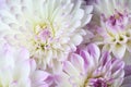 Beautiful fresh dahlias bloom flowers background. Royalty Free Stock Photo