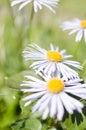 Beautiful fresh daisies bloom outdoors in the field