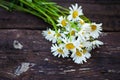 Beautiful fresh daisies bloom outdoors in the field