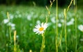 Beautiful fresh daisy, `prÃÂ¤stkrage` midsummer flower , midsommar blommor . in a field of flowers in sweden Royalty Free Stock Photo