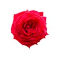 A beautiful fresh dark red rose flower isolated on white background Royalty Free Stock Photo
