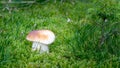 Beautiful fresh Edible Mushroom, porcini mushrooms in the woods with green grass