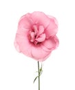 Beautiful fresh Eustoma flower isolated on white Royalty Free Stock Photo